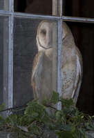 Barn Owl in Window
North Carolina