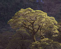 Mountain Beech
New Zealand