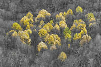 Last Birches
Shenandoah VA