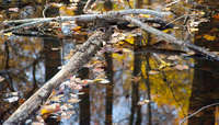 Bombay Hook Reflection II
Delaware