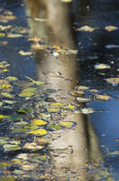 Savannah River Reflection