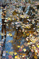 Bombay Hook Reflection I
Delaware