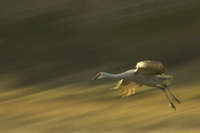 Sandhill Crane Landing
Bosque del Apache NM