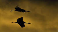 Sandhill Cranes at Dusk
Bosque del Apache NM