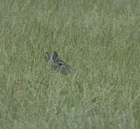 Doe in Grass
Loudoun County VA