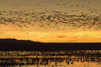 Dawn Movement
Bosque del Apache NM