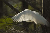 Great Egret on Nest
Lake Martin LA