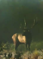 Bull Elk..Foggy Dawn
Bosque del Apache NM
