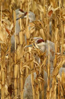 Sandhill Cranes in Corn
Bosque del Apache NM