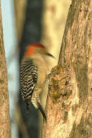 Breakfast at Dawn
Savannah River