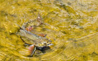 Brook Trout
Colorado